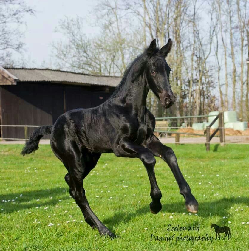 Friesian Foal